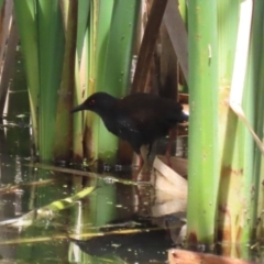 Zapornia tabuensis (Spotless Crake) at Jerrabomberra Wetlands - 1 Jan 2024 by RodDeb