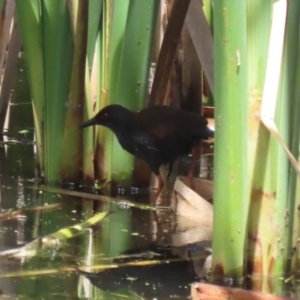 Zapornia tabuensis at Jerrabomberra Wetlands - 1 Jan 2024