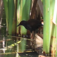 Zapornia tabuensis at Jerrabomberra Wetlands - 1 Jan 2024