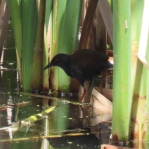 Zapornia tabuensis at Jerrabomberra Wetlands - 1 Jan 2024