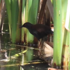 Zapornia tabuensis at Jerrabomberra Wetlands - 1 Jan 2024