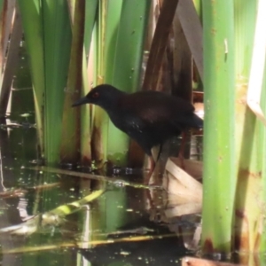 Zapornia tabuensis at Jerrabomberra Wetlands - 1 Jan 2024