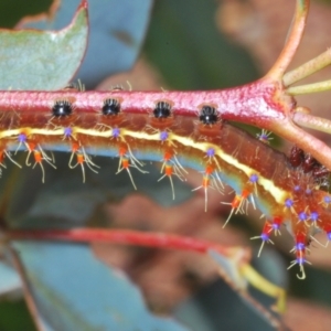 Opodiphthera eucalypti at Berridale, NSW - suppressed