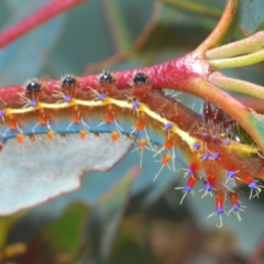 Opodiphthera eucalypti at Berridale, NSW - suppressed