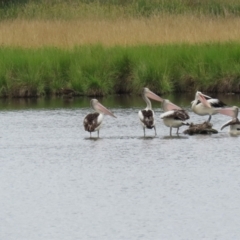 Pelecanus conspicillatus (Australian Pelican) at Jerrabomberra Wetlands - 1 Jan 2024 by RodDeb