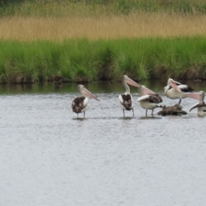 Pelecanus conspicillatus at Jerrabomberra Wetlands - 1 Jan 2024 12:59 PM