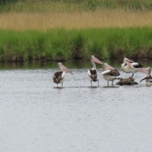 Pelecanus conspicillatus at Jerrabomberra Wetlands - 1 Jan 2024