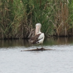 Pelecanus conspicillatus at Jerrabomberra Wetlands - 1 Jan 2024