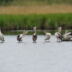 Pelecanus conspicillatus at Jerrabomberra Wetlands - 1 Jan 2024