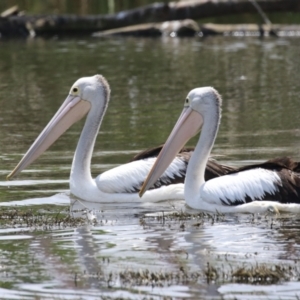 Pelecanus conspicillatus at Jerrabomberra Wetlands - 1 Jan 2024