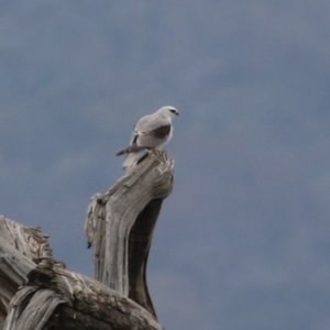 Elanus axillaris at Jerrabomberra Wetlands - 1 Jan 2024