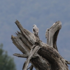 Elanus axillaris at Jerrabomberra Wetlands - 1 Jan 2024