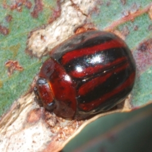 Paropsisterna stygia at Berridale, NSW - suppressed