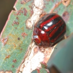 Paropsisterna stygia at Berridale, NSW - suppressed