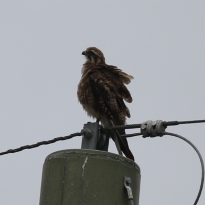Falco berigora (Brown Falcon) at Fyshwick, ACT - 1 Jan 2024 by RodDeb