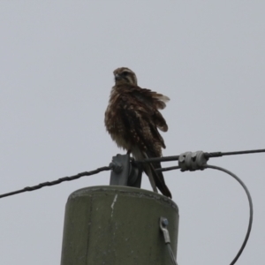 Falco berigora at Jerrabomberra Wetlands - 1 Jan 2024