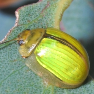 Paropsisterna hectica at Berridale, NSW - 30 Dec 2023