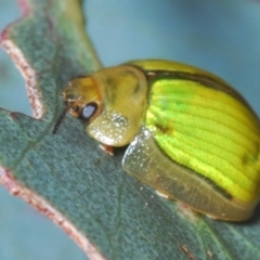 Paropsisterna hectica at Berridale, NSW - 30 Dec 2023