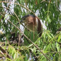 Nycticorax caledonicus (Nankeen Night-Heron) at Fyshwick, ACT - 1 Jan 2024 by RodDeb