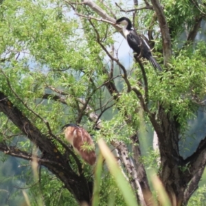 Nycticorax caledonicus at Jerrabomberra Wetlands - 1 Jan 2024