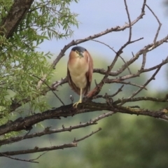 Nycticorax caledonicus at Jerrabomberra Wetlands - 1 Jan 2024