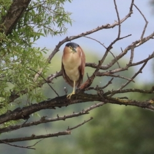 Nycticorax caledonicus at Jerrabomberra Wetlands - 1 Jan 2024