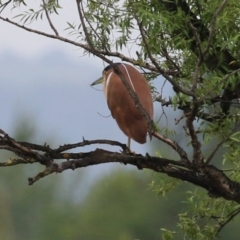 Nycticorax caledonicus at Jerrabomberra Wetlands - 1 Jan 2024