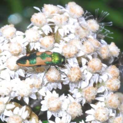 Castiarina hilaris (A jewel beetle) at Berridale, NSW - 30 Dec 2023 by Harrisi