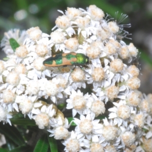 Castiarina hilaris at Berridale, NSW - 30 Dec 2023