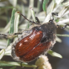 Bisallardiana gymnopleura (Brown flower chafer) at Berridale, NSW - 30 Dec 2023 by Harrisi