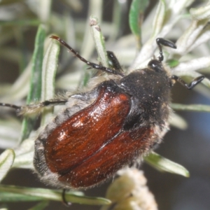 Bisallardiana gymnopleura at Berridale, NSW - suppressed