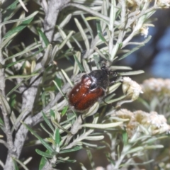 Bisallardiana gymnopleura at Berridale, NSW - 30 Dec 2023