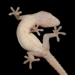 Unidentified Monitor or Gecko at Wellington Point, QLD - 30 Dec 2023 by TimL