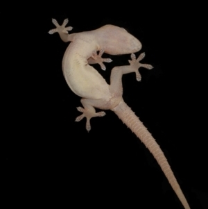Hemidactylus frenatus at Wellington Point, QLD - suppressed
