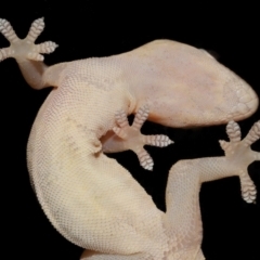 Hemidactylus frenatus at Wellington Point, QLD - suppressed