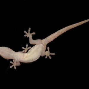Hemidactylus frenatus at Wellington Point, QLD - suppressed