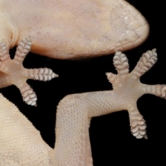 Hemidactylus frenatus at Wellington Point, QLD - suppressed