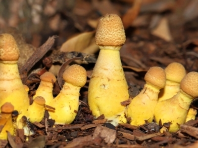Leucocoprinus birnbaumii (Plantpot Dapperling) at Wellington Point, QLD - 31 Dec 2023 by TimL