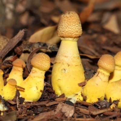 Unidentified Cap on a stem; gills below cap [mushrooms or mushroom-like] by TimL