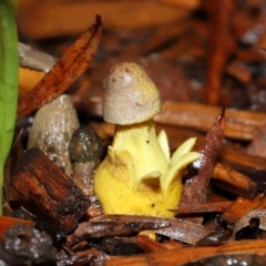 Unidentified Cap on a stem; gills below cap [mushrooms or mushroom-like] at Wellington Point, QLD - 1 Jan 2024 by TimL