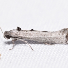 Micrerethista nigrapex (A Tineid moth (Harmacloninae)) at Jerrabomberra, NSW - 1 Jan 2024 by DianneClarke