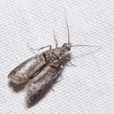 Phycitinae (subfamily) by DianneClarke