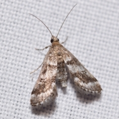 Araeomorpha diplopa (Acentropinae) at Jerrabomberra, NSW - 1 Jan 2024 by DianneClarke