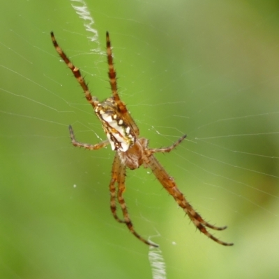 Plebs bradleyi (Enamelled spider) at Braemar, NSW - 2 Jan 2024 by Curiosity