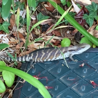 Tiliqua scincoides scincoides (Eastern Blue-tongue) at Aranda, ACT - 21 Nov 2023 by dwise