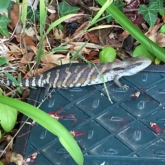 Tiliqua scincoides scincoides at Aranda, ACT - 21 Nov 2023