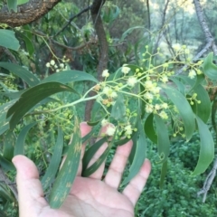 Acacia implexa (Hickory Wattle, Lightwood) at Mount Painter - 30 Dec 2023 by dwise