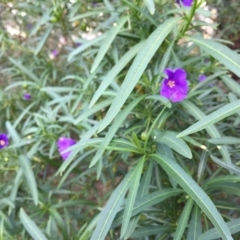 Solanum linearifolium (Kangaroo Apple) at Mount Painter - 30 Dec 2023 by dwise