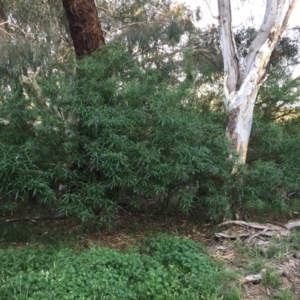 Solanum linearifolium at Mount Painter - 30 Dec 2023 07:49 PM