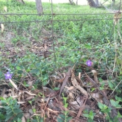 Vinca major (Blue Periwinkle) at Cook, ACT - 30 Dec 2023 by dwise